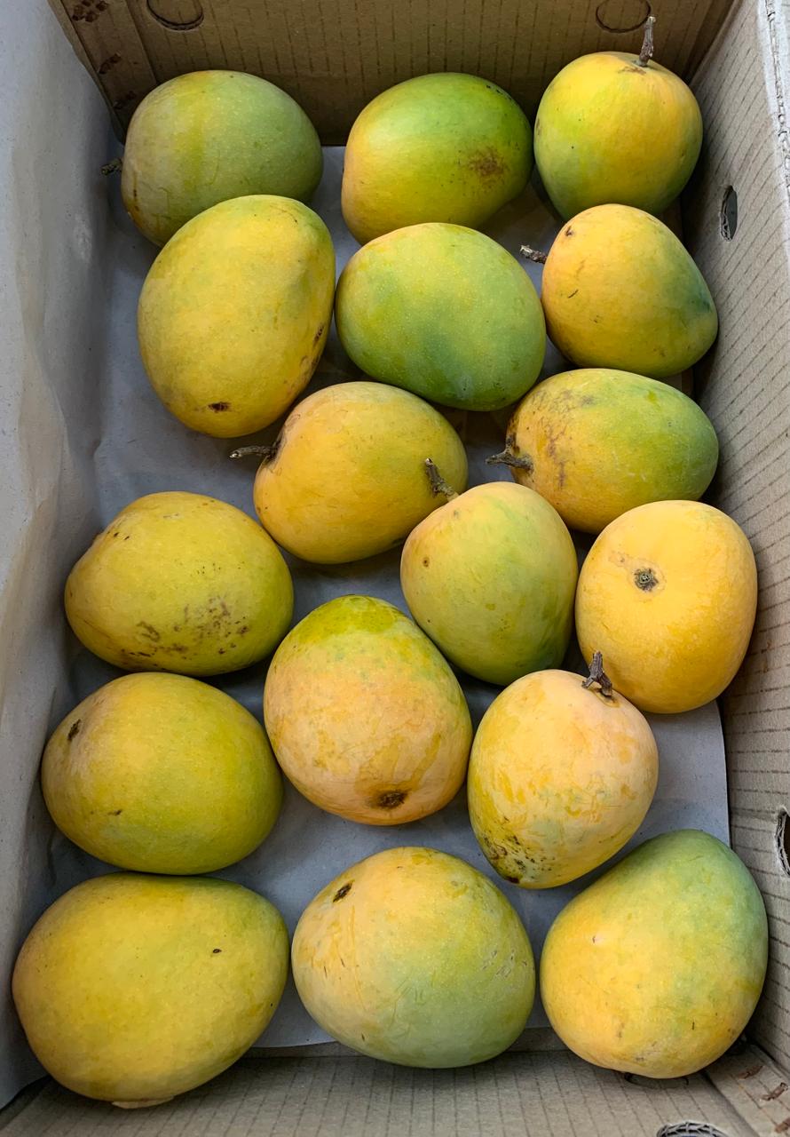Alphonso Economy - 3 Kg Box