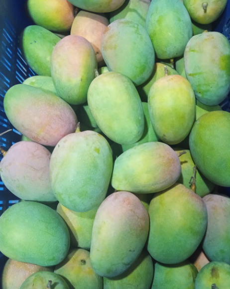 Kesar - 3 Kg Box